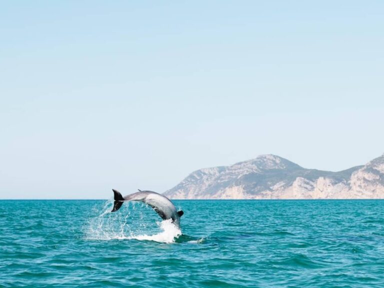 Dolphin Watching in Setúbal Bay - Did you know that our company is the first tourism company in the Setúbal region...